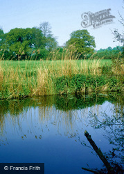Reeds On The Stour At Hod Hill 2006, Child Okeford