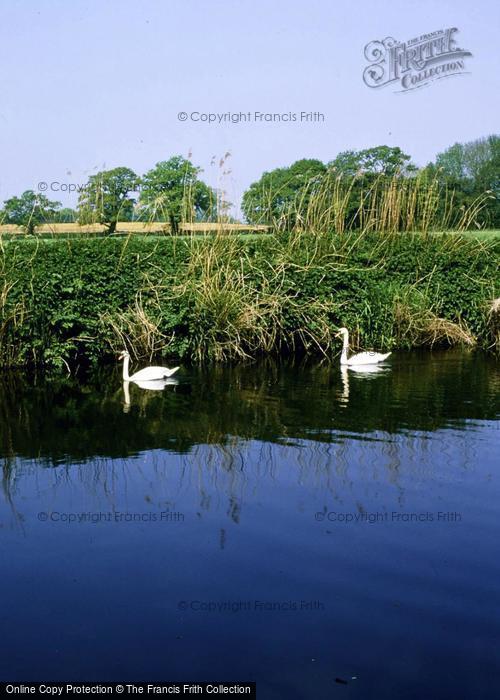 Photo of Child Okeford, Swans On The Stour Near Hod Hill 2006