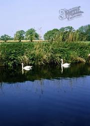 Swans On The Stour Near Hod Hill 2006, Child Okeford
