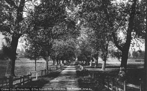Photo of Chilham, The Avenue 1903