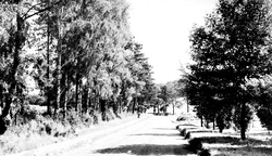 Holly Lane c.1955, Chipstead