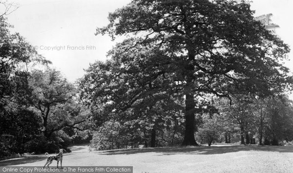 Photo of Chorley, Astley Park Woods c.1965