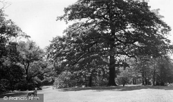 Astley Park Woods c.1965, Chorley