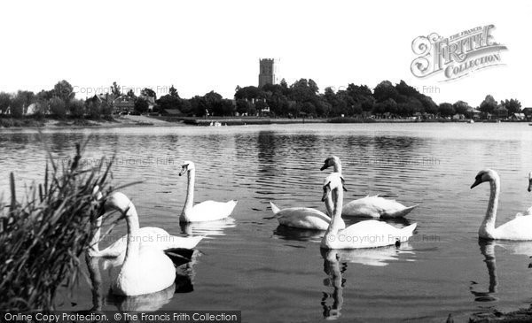 Photo of Christchurch, Swans On The River Stour c.1955