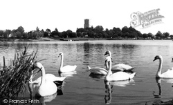 Swans On The River Stour c.1955, Christchurch