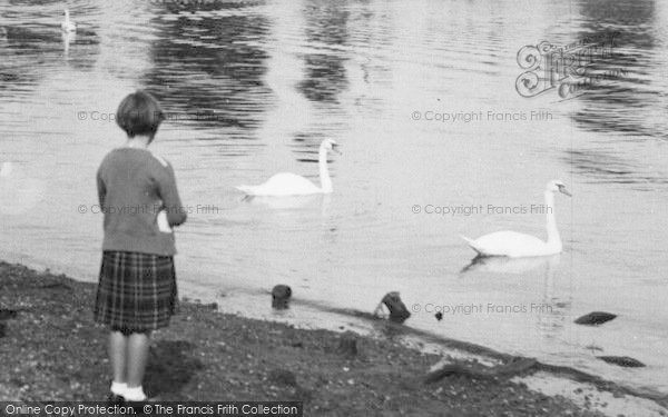 Photo of Christchurch, Wick Ferry, A Gril And Swans c.1955
