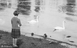 Wick Ferry, A Gril And Swans c.1955, Christchurch