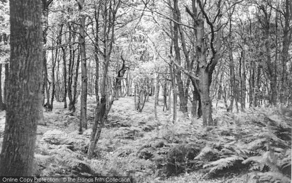 Photo of Church Stretton, In The Woods On Ragleth c.1950
