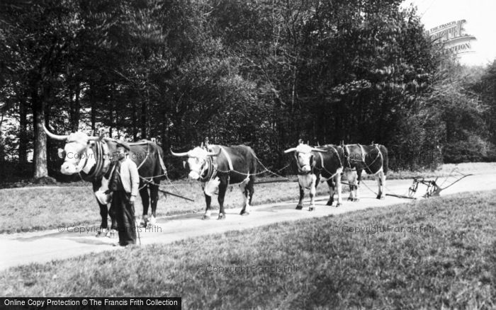Photo of Cirencester, Park, Oxen Team 1898