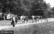 Park, Oxen Team 1898, Cirencester
