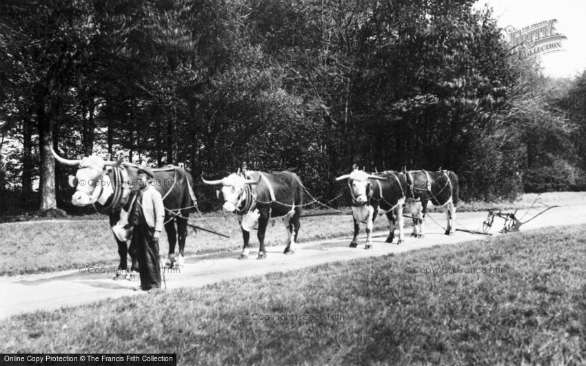 Cirencester, Park, Oxen Team 1898