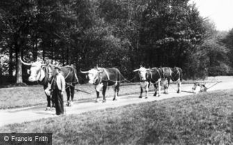 Cirencester, Park, Oxen Team 1898
