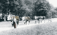 Park, Oxen Team 1898, Cirencester