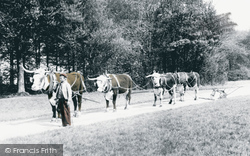 Park, Oxen Team 1898, Cirencester
