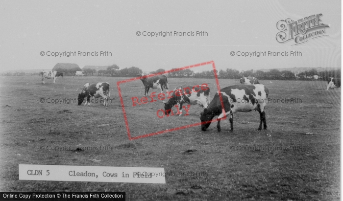 Photo of Cleadon, Cows In Field c.1955