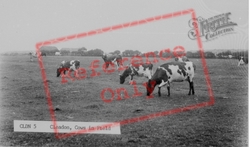 Cows In Field c.1955, Cleadon