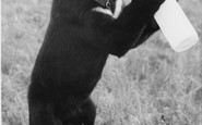 Cleethorpes Zoo, Baby Bear c1965
