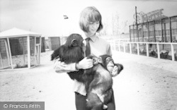 Chimpanzees c.1965, Cleethorpes Zoo