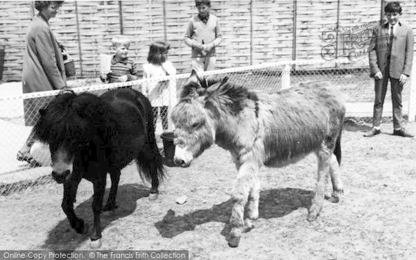 Photo of Cleethorpes Zoo, Donkey And Pony c.1965