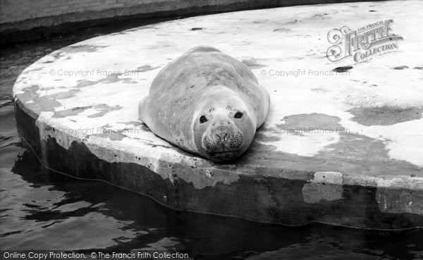Photo of Cleethorpes Zoo, Elephant Seal c.1965