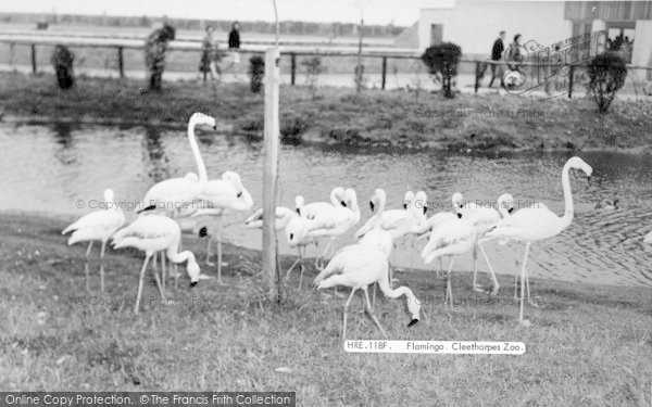 Photo of Cleethorpes Zoo, Flamingoes c.1965