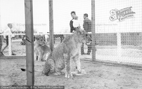 Photo of Cleethorpes Zoo, Lions c.1965