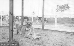 Lions c.1965, Cleethorpes Zoo