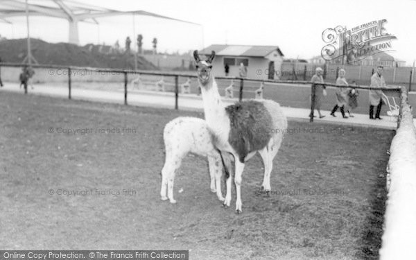 Photo of Cleethorpes Zoo, Llamas c.1965