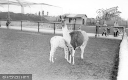 Llamas c.1965, Cleethorpes Zoo