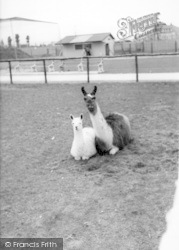 Llamas c.1965, Cleethorpes Zoo