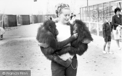 Orangutans c.1965, Cleethorpes Zoo