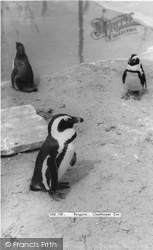 Penguins c.1965, Cleethorpes Zoo