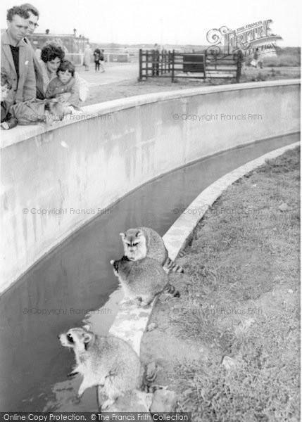 Photo of Cleethorpes Zoo, Raccoons c.1965