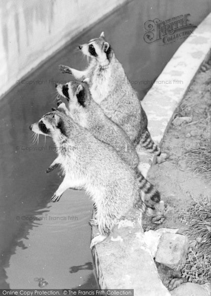 Photo of Cleethorpes Zoo, Raccoons c.1965