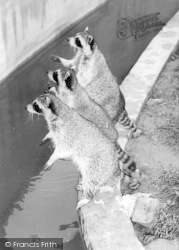 Raccoons c.1965, Cleethorpes Zoo