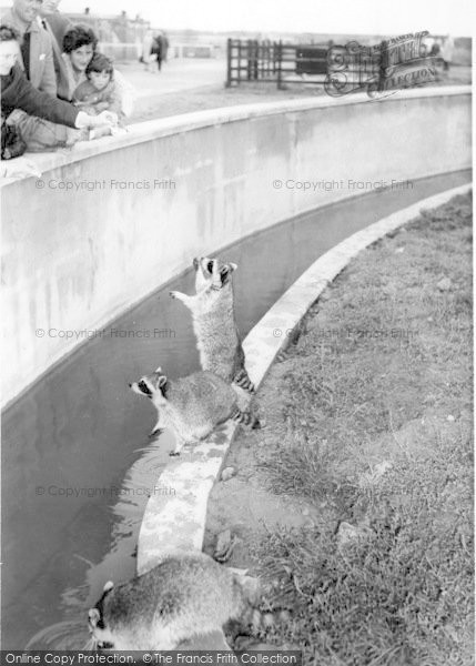 Photo of Cleethorpes Zoo, Raccoons c.1965