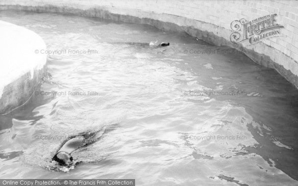 Photo of Cleethorpes Zoo, Sea Lions c.1965