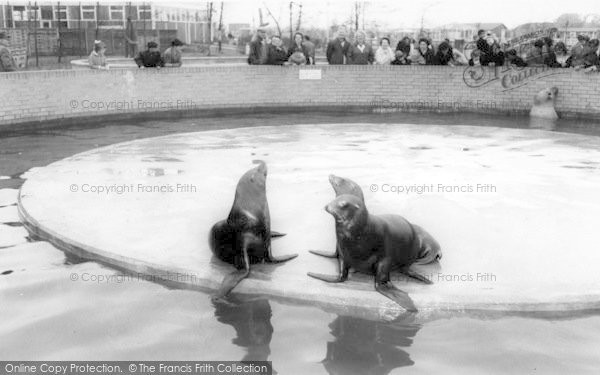 Photo of Cleethorpes Zoo, Sea Lions c.1965