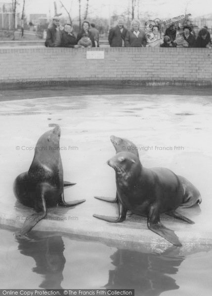 Photo of Cleethorpes Zoo, Sea Lions c.1965