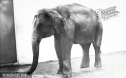 The Elephant c.1965, Cleethorpes Zoo