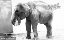 The Elephant c.1965, Cleethorpes Zoo