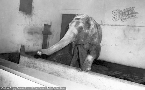 Photo of Cleethorpes Zoo, The Elephant c.1965