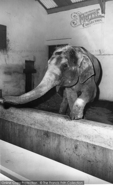 Photo of Cleethorpes Zoo, The Elephant c.1965