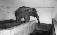 Cleethorpes Zoo, the Elephant c1965