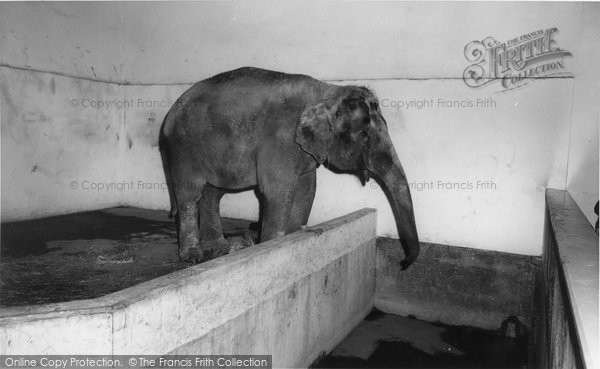 Photo of Cleethorpes Zoo, the Elephant c1965