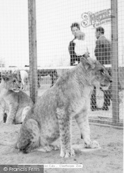 The Lion Cubs c.1965, Cleethorpes Zoo