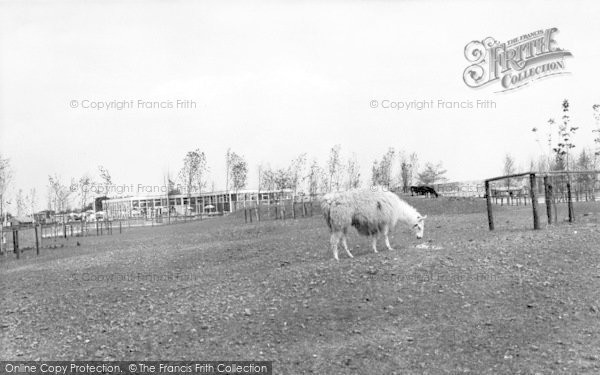 Photo of Cleethorpes Zoo, The Llama Pen c.1965