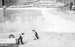 The Penguin Pool c.1965, Cleethorpes Zoo