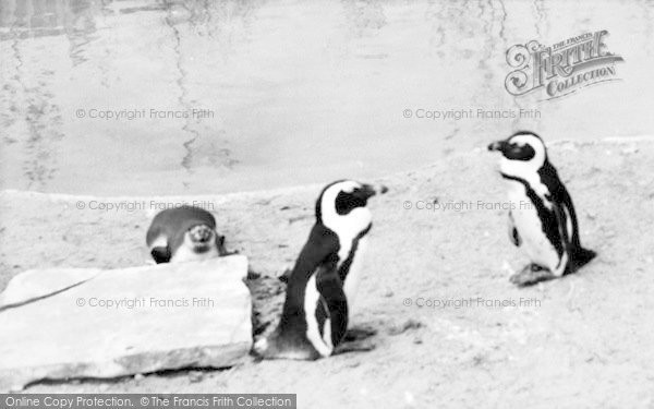Photo of Cleethorpes Zoo, The Penguin Pool c.1965