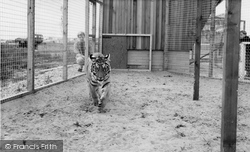 The Tiger c.1965, Cleethorpes Zoo